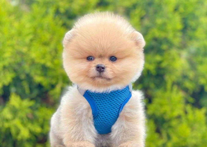 Safkan Pomeranian Boo Bebekler